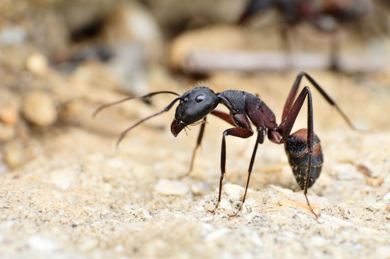 Ant (Camponotus cruentatus) Leela Channer - Camponotus cruentatus - Leela Channer.jpg Camponotus cruentatus - Leela Channer.jpg